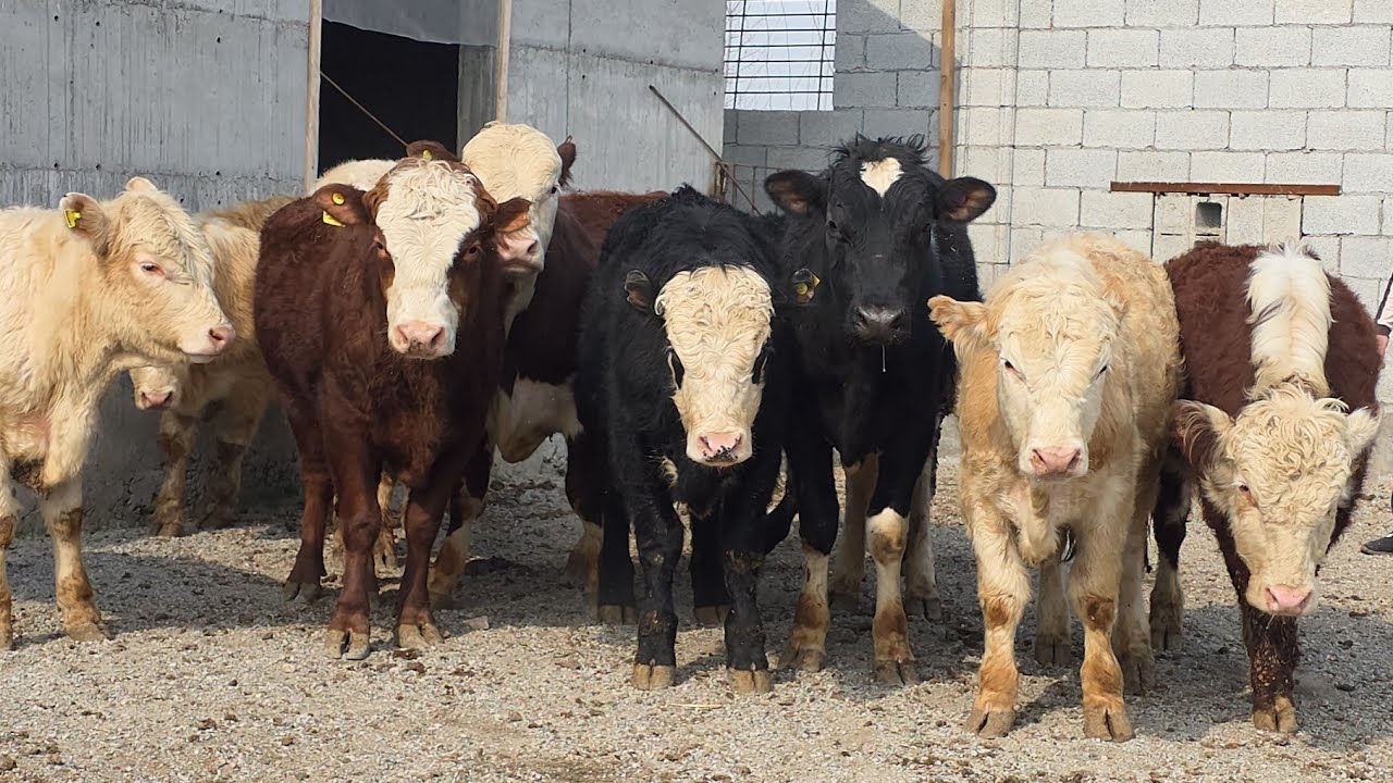 9_Millondan Boshlab Shahrixonlik Arzonchidan Aksiya Boshlandi 24-fevral, 2026