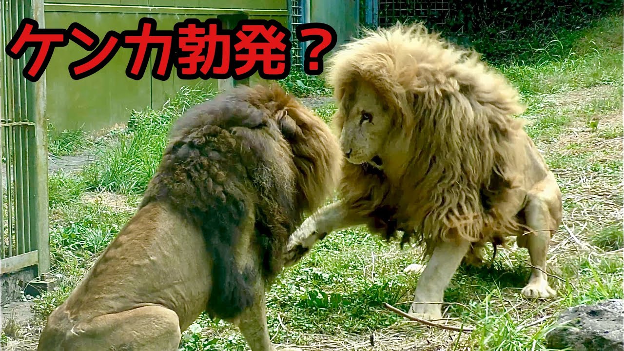 オスライオン　ケンカ勃発か！？【伊豆アニマルキングダム】Lion Izu Animal Kingdom 