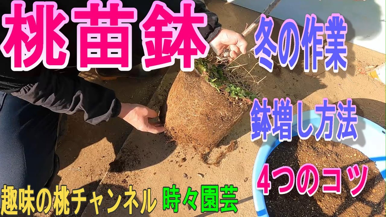 【桃苗鉢】冬の作業　鉢増し方法　4つのコツ　24/1/13