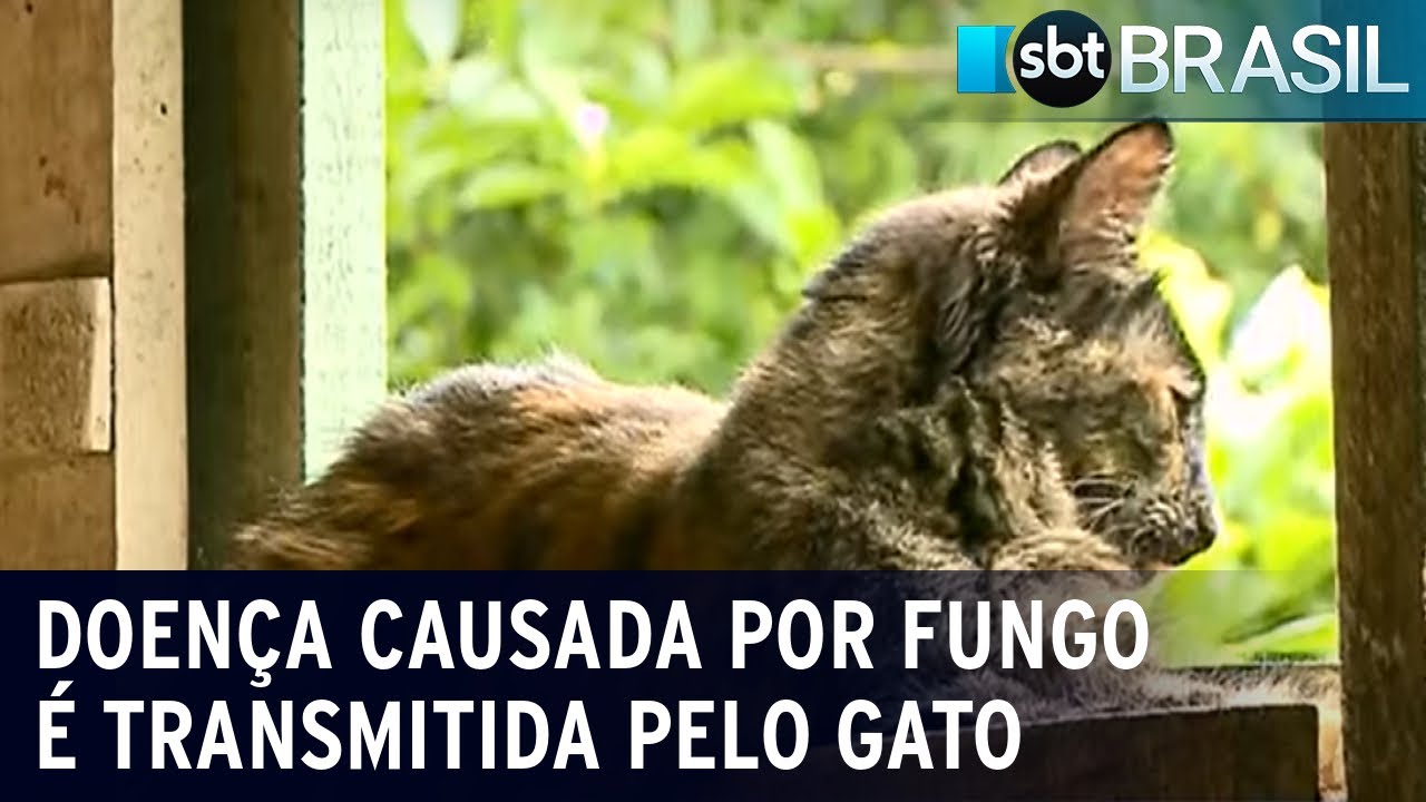 Esporotricose: Cresce o n&uacute;mero de casos de doen&ccedil;a transmitida por gatos | SBT Brasil (20/10/23)