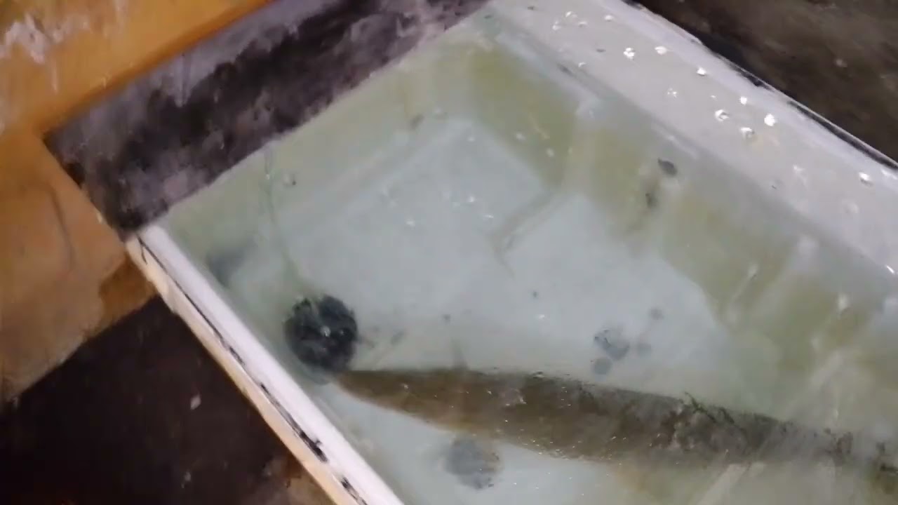 Pm na kayo mga bossing ‼️🐟