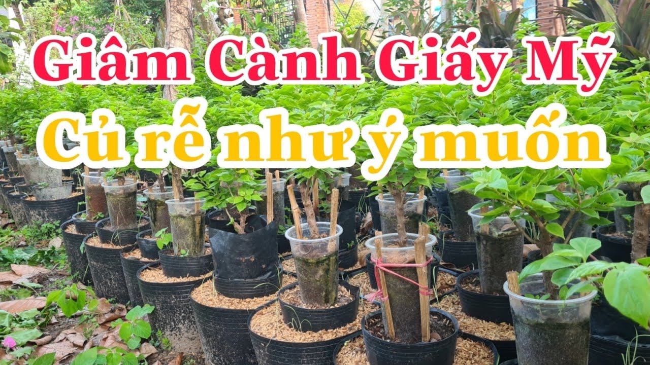 Giâm cành giấy mỹ để có củ rễ đẹp như ý muốn| Thợ Săn Hoa Giấy