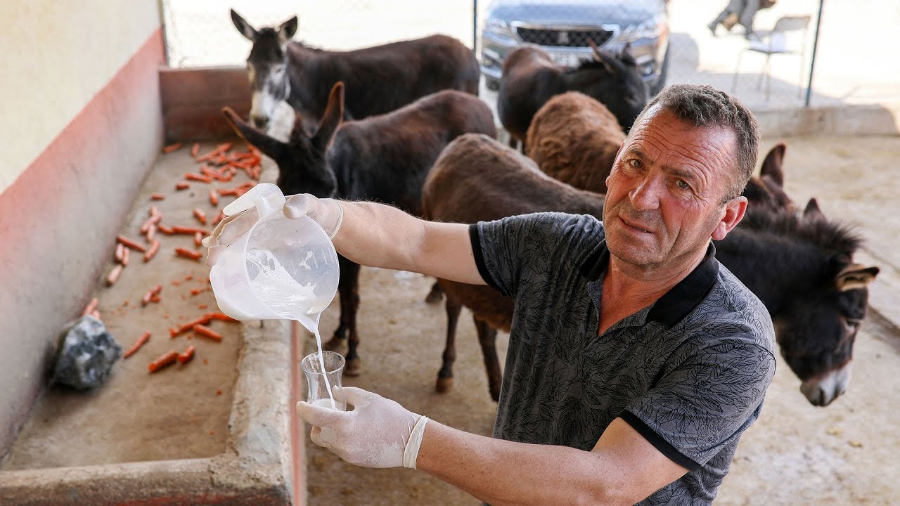 Turizm sektörünü bırakıp litresi 100 liradan eşek sütü satan girişimci, siparişlere yetişemiyor