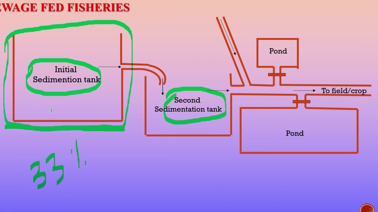 sewage fed fisheries | fishery science