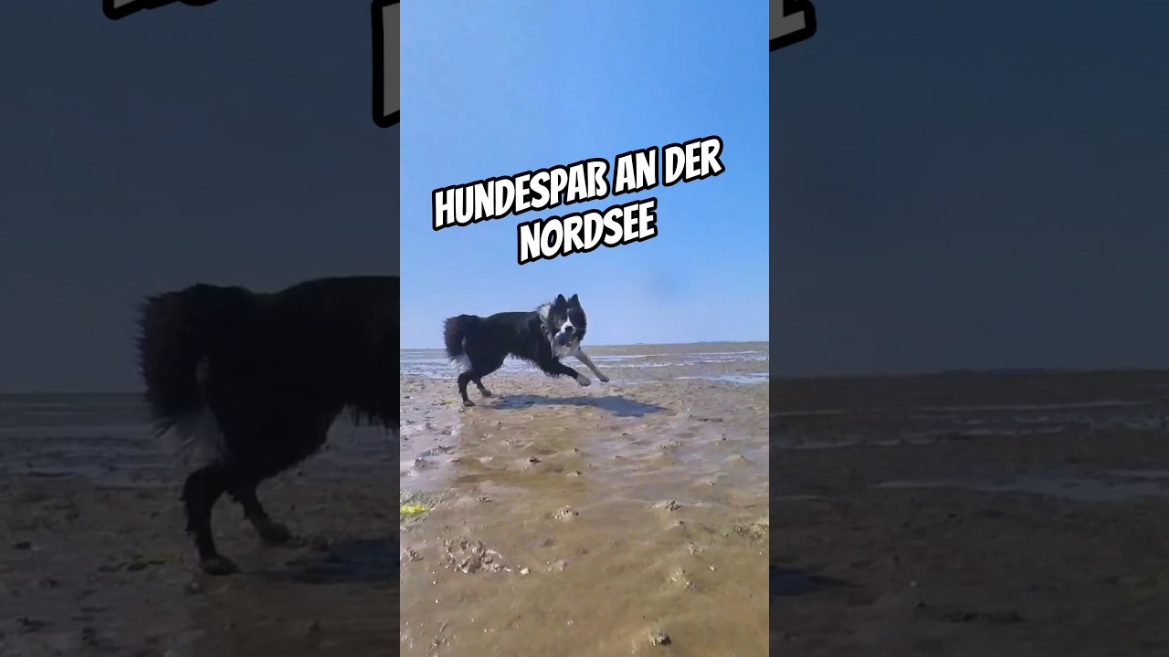 🐾 Hunde-Abenteuer im Watt | Nordsee Hundestrand Dageb&uuml;ll 🌊🐶