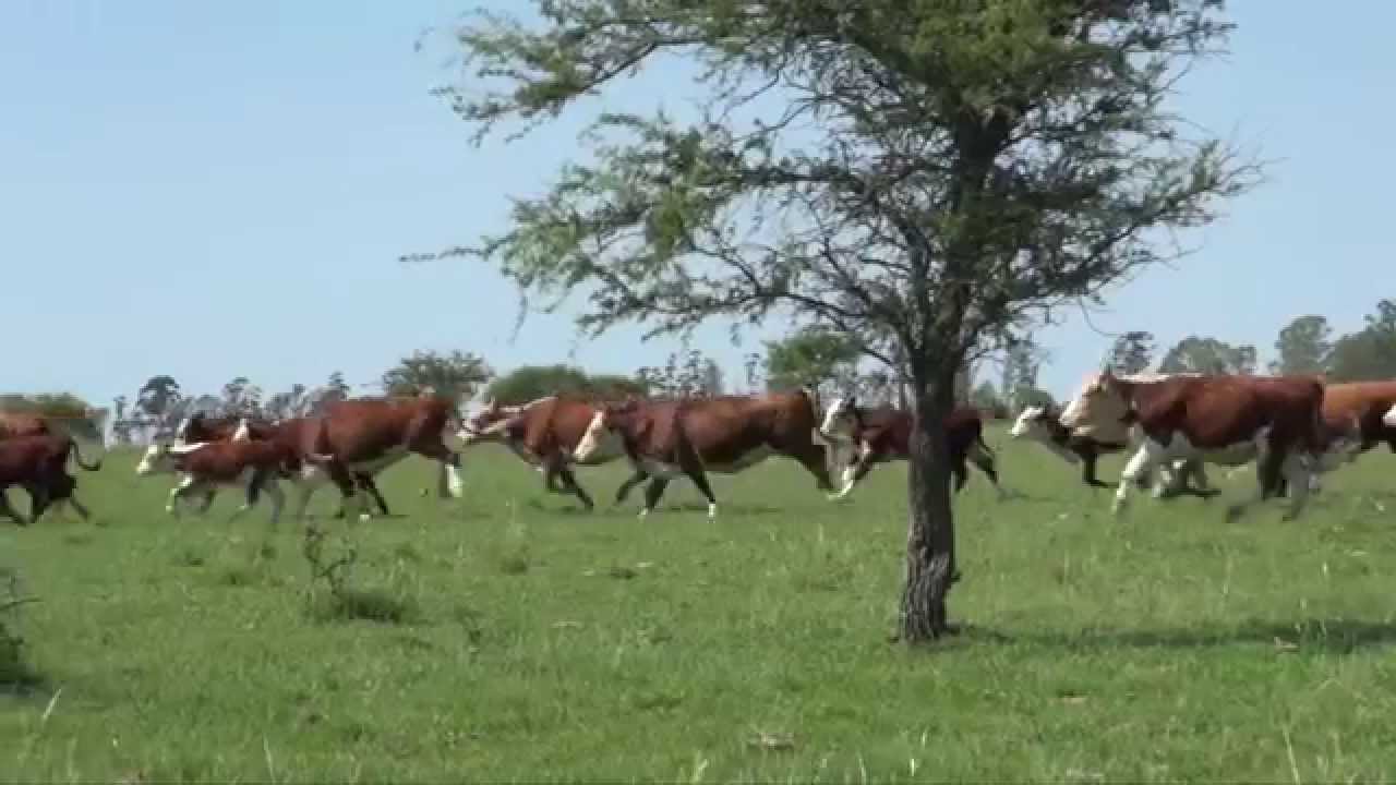 Incentivos para conservar os campos nativos