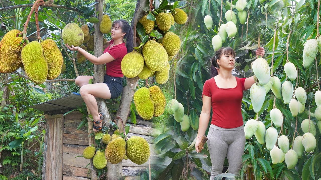 REWIND TIMELSPE --207 Days Harvest A Lot Of Mango, Watermelon, Jackfruit, Lychee Go To Sell