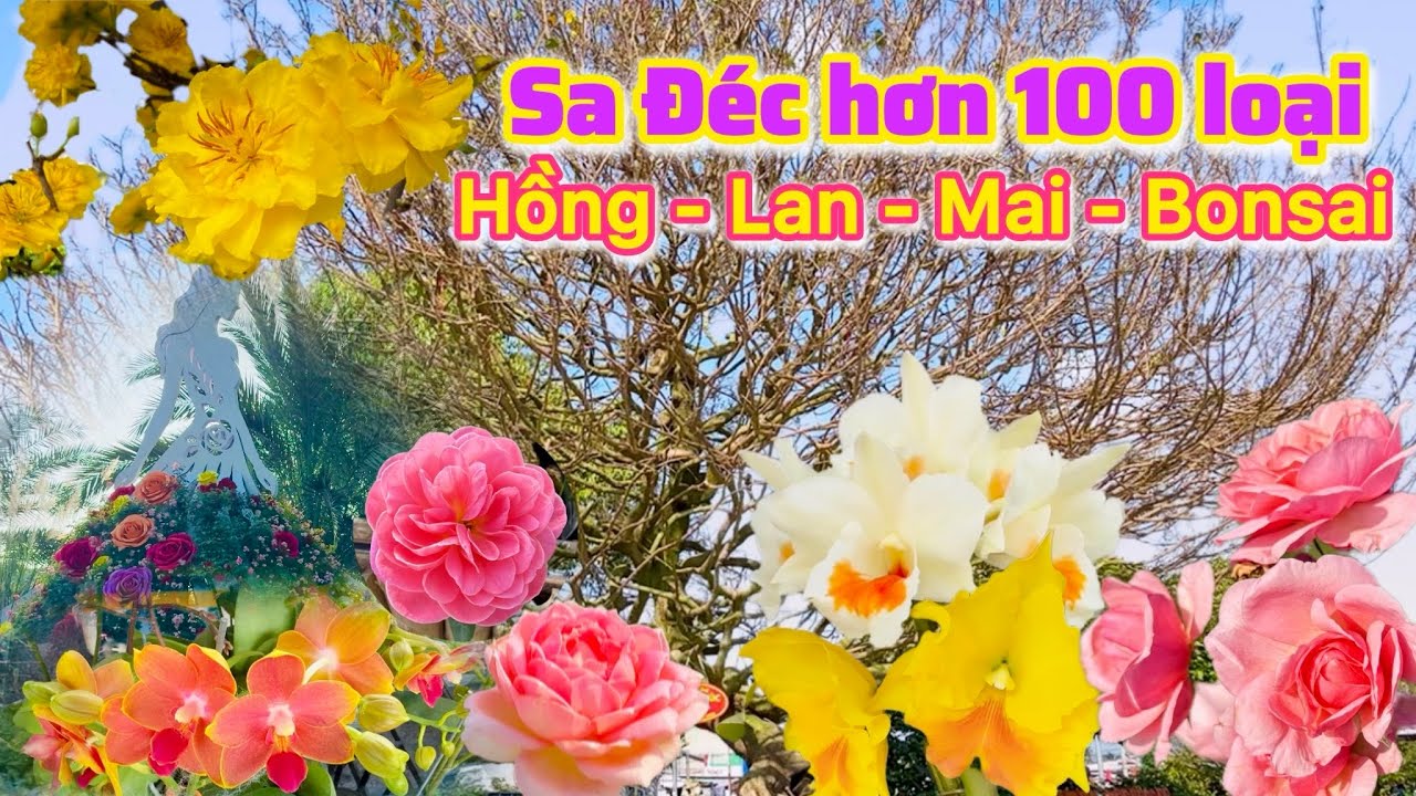 Sa Đéc| Hơn 100 giống hoa hồng Lạ Nội Ngoại và hoa Mai Tết 2026  |TrNQ