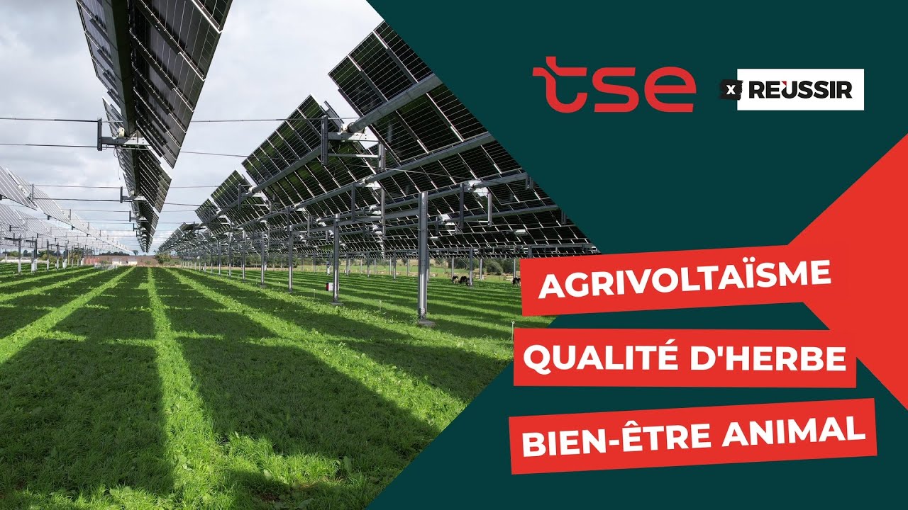 Agrivoltaïsme, pousse de l'herbe, bien-être animal : quels effets ? -CONTENU PARTENAIRE