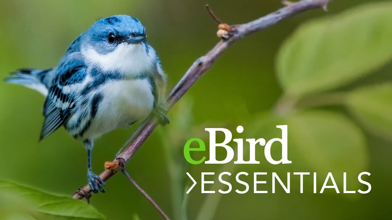 Learn eBird Essentials - Bird Academy