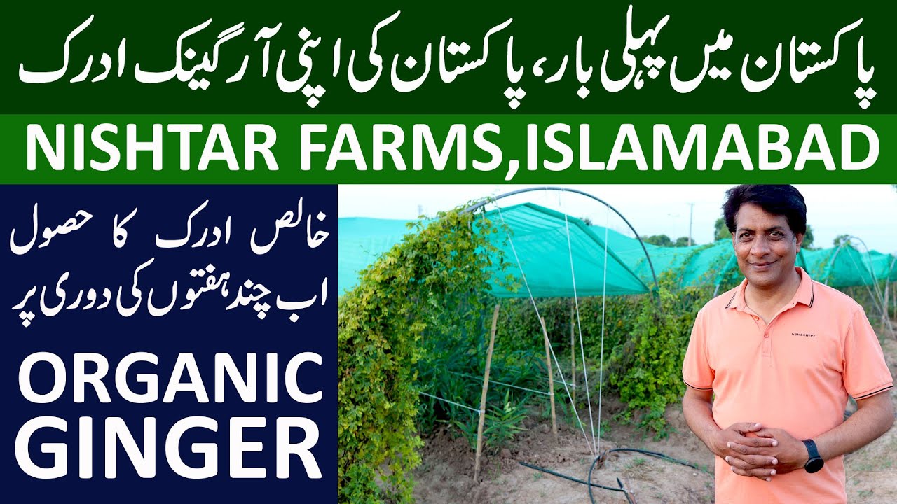 SUCCESSFUL Organic Ginger Farming in Pakistan | Nishtar Farms, Islamabad-PAKISTAN