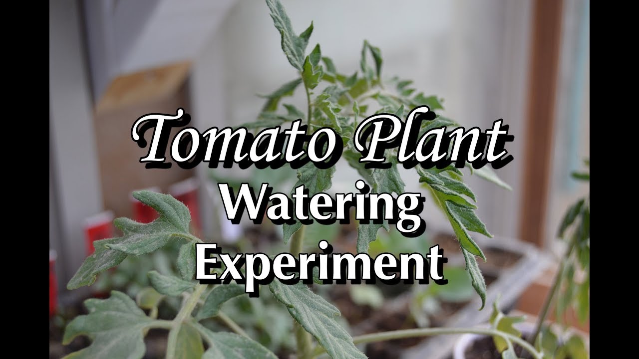 Tomato Plant Experiment - Over and Under Watering