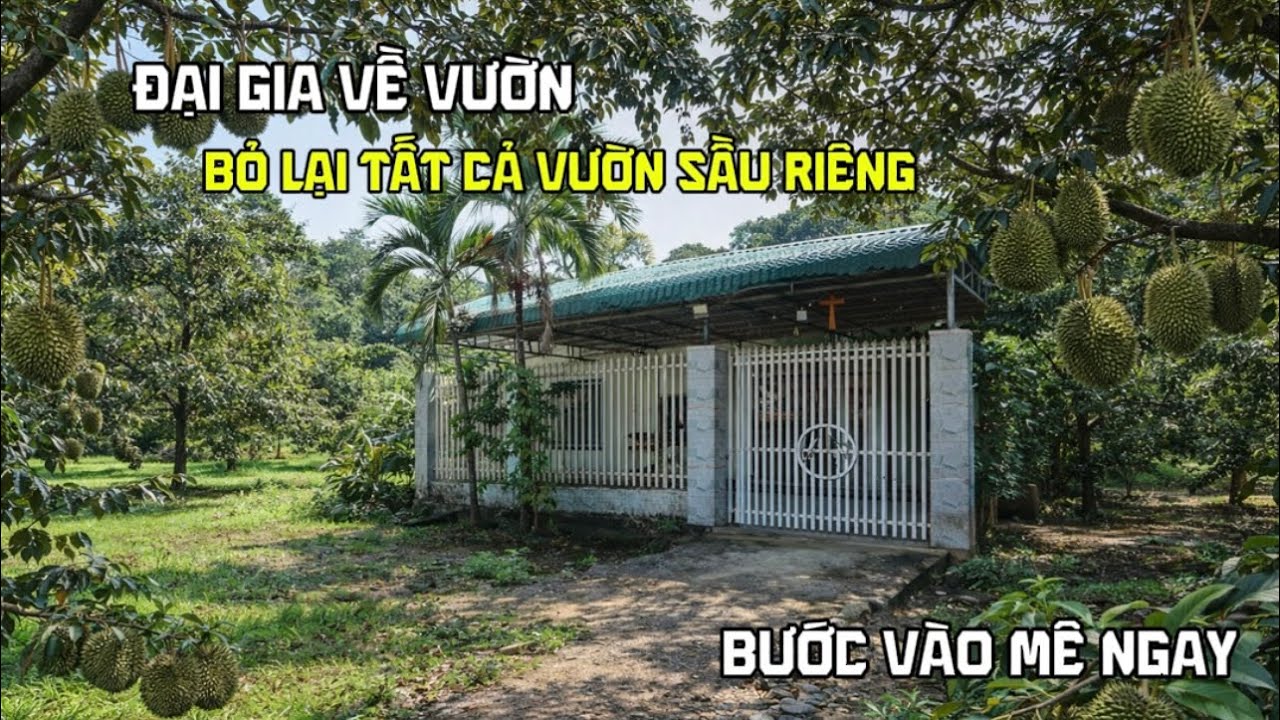 Đại gia về vườn bỏ lại tất cả vườn sầu riêng khu vườn mát mẻ bình yên 