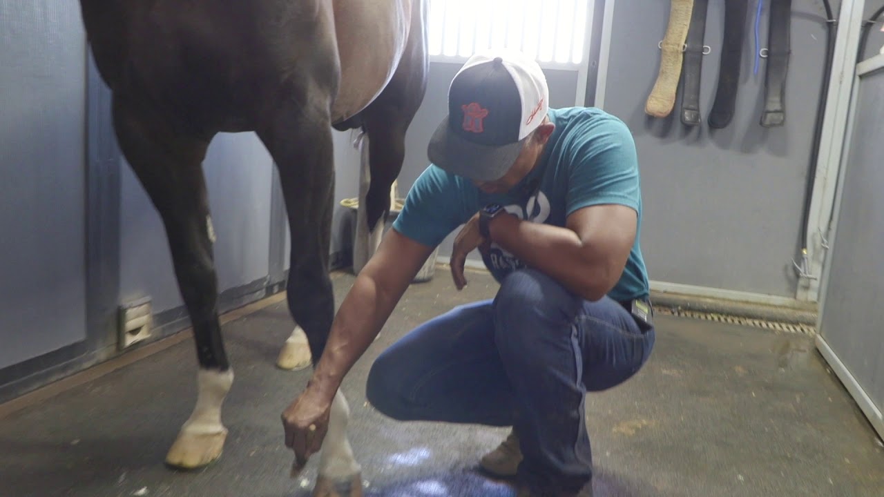 HOW TO CARE FOR YOUR HORSES HOOVES
