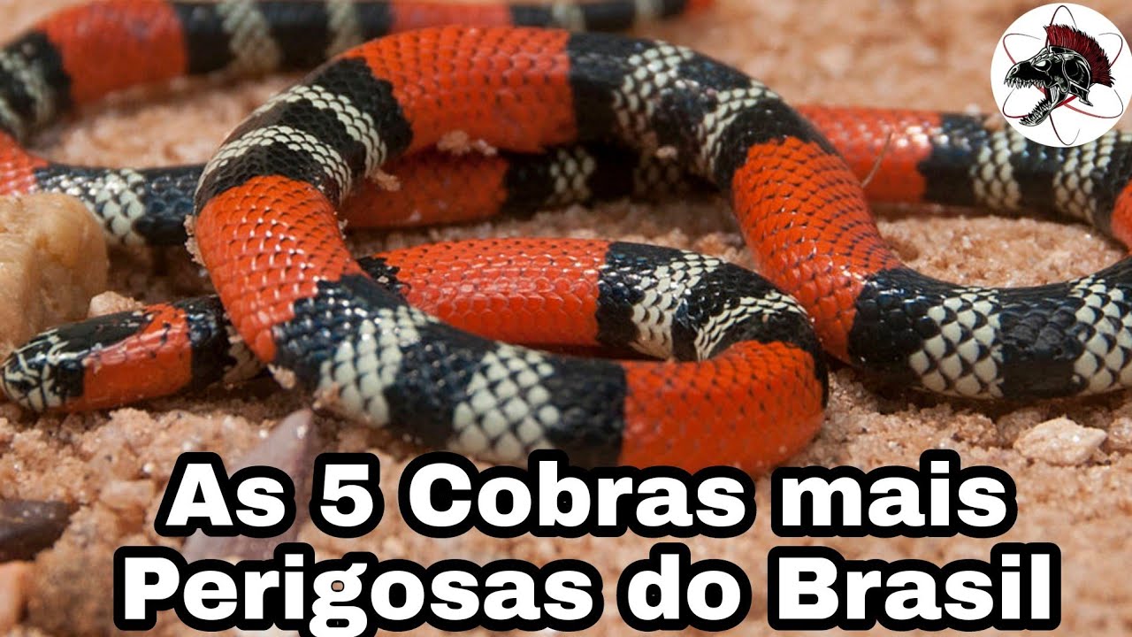 As 5 Cobras Mais Perigosas do Brasil | Biólogo Henrique o Biólogo das Cobras