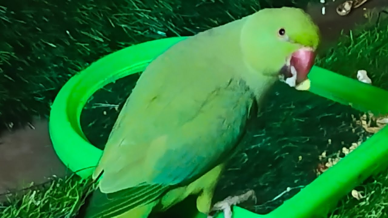Umesh Yaduvanshi is live ringneck parrot live stream happy life 🦜🦜🦜