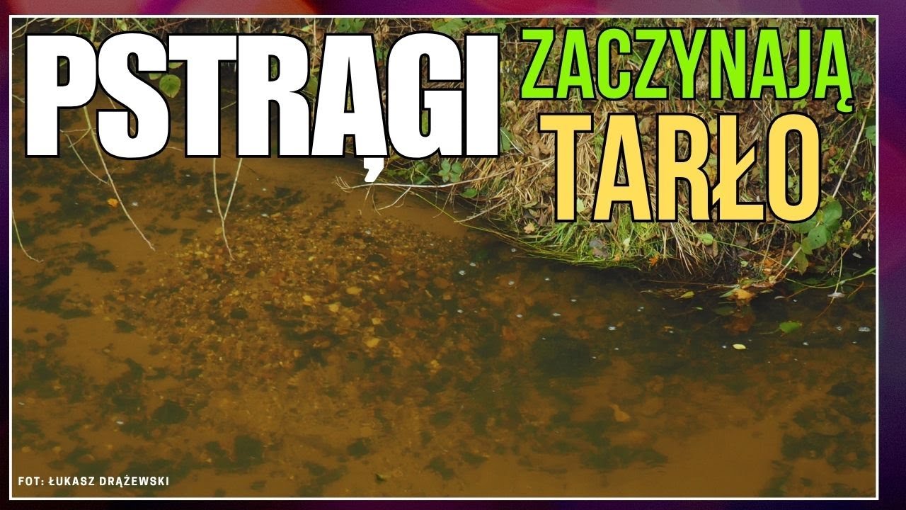 ZACZĘŁO SIĘ! Tarło pstrąga potokowego 2025 #wędkarstwo #trout