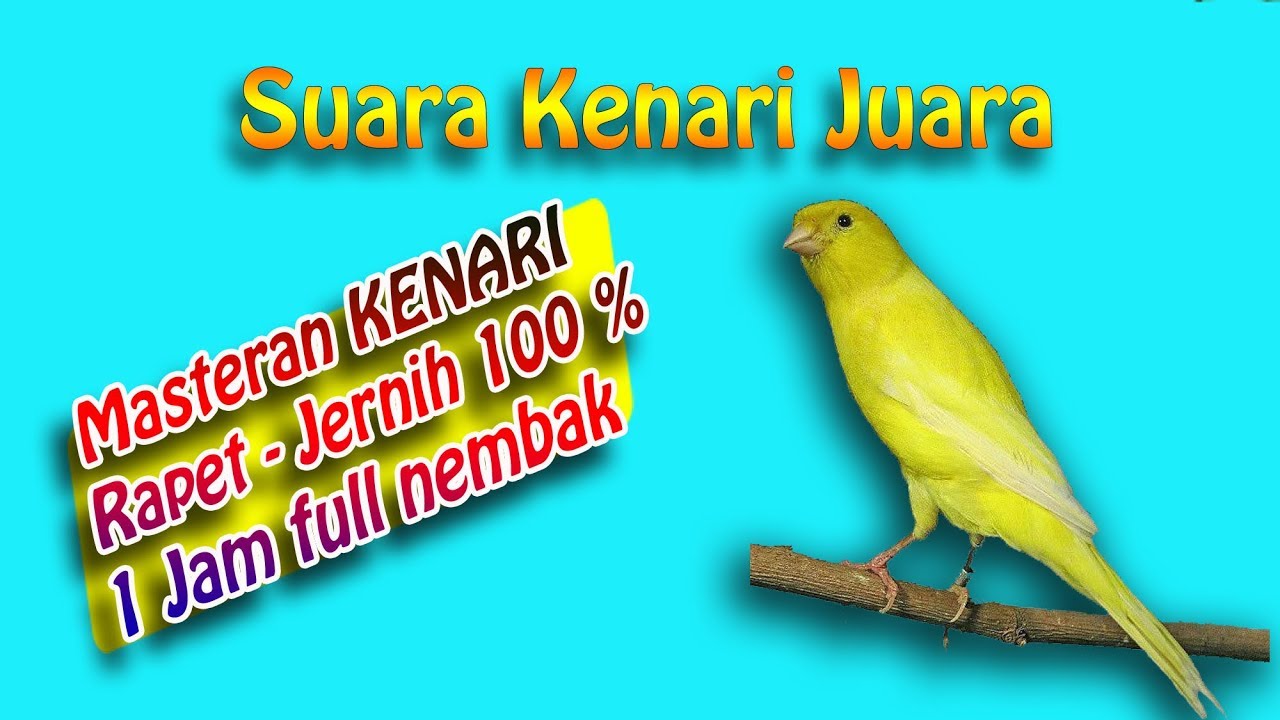 Masteran kenari juara nembak jernih rapet 100 % ampuh 1jam