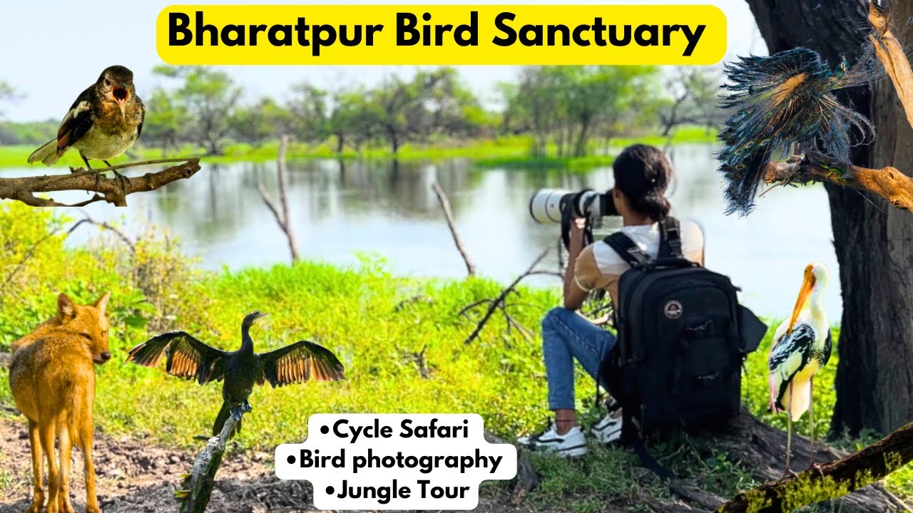 Bharatpur Bird Sanctuary/ Keoladeo National Park/ Cycle Safari/ Bird Photography /Jungle 4k video
