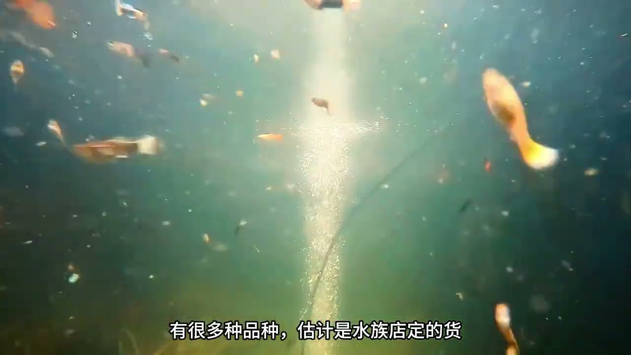 一次饲育3000万条鱼，欧美超现代化渔场会变成主流么？