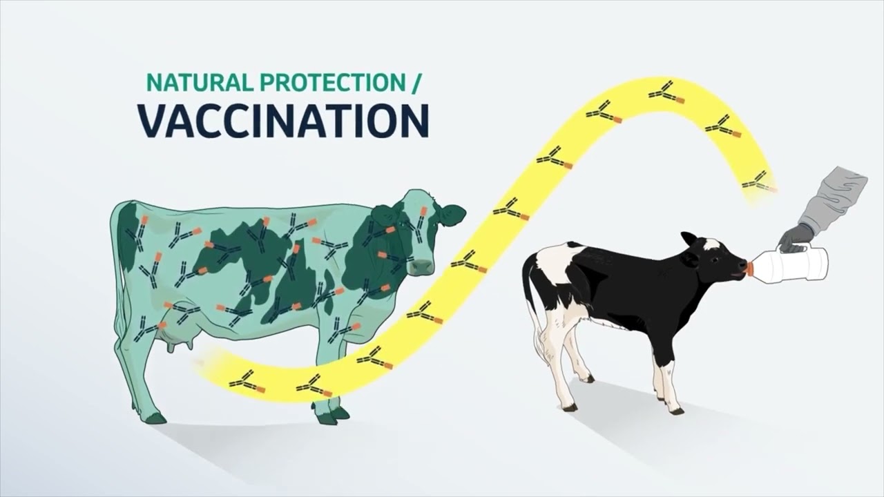 The 3 Q's of Colostrum Management