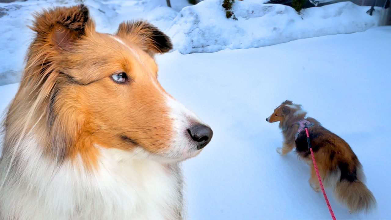 Mindful Daily Dog Walk With Miley The Sheltie