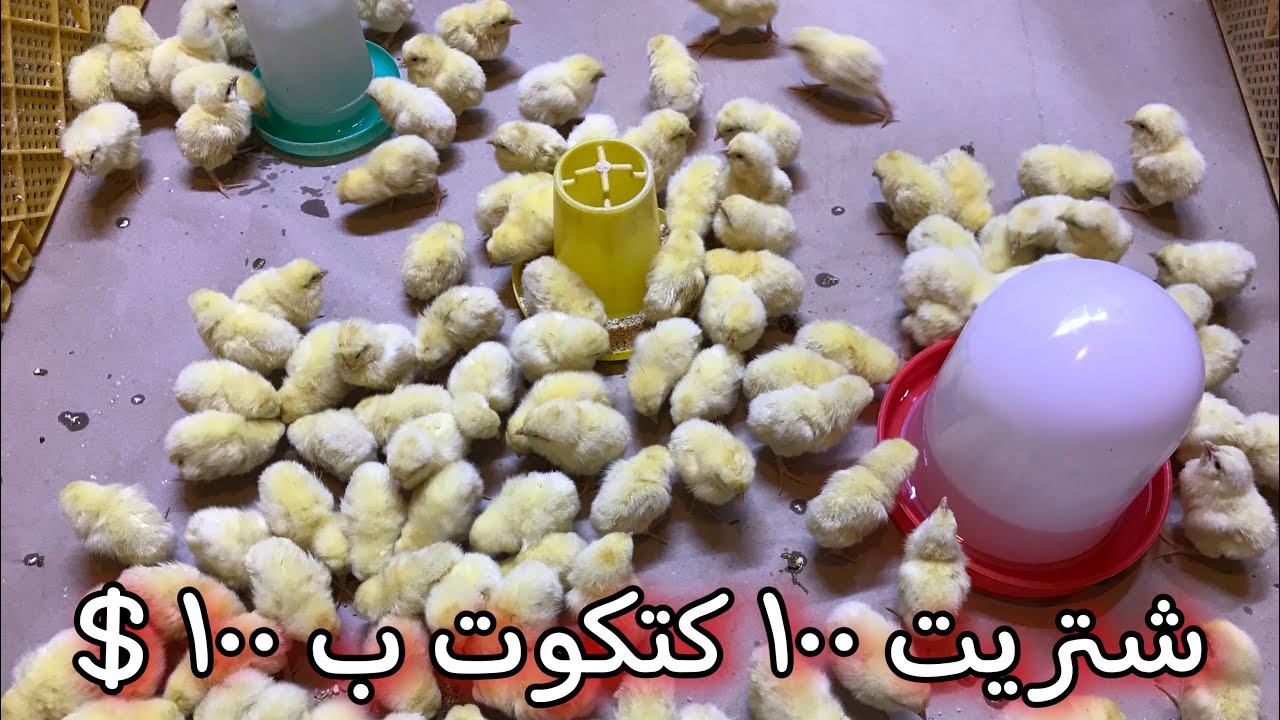 أشتريت ١٠٠ كتكوت 🐥 ب ١٠٠ $ دولار