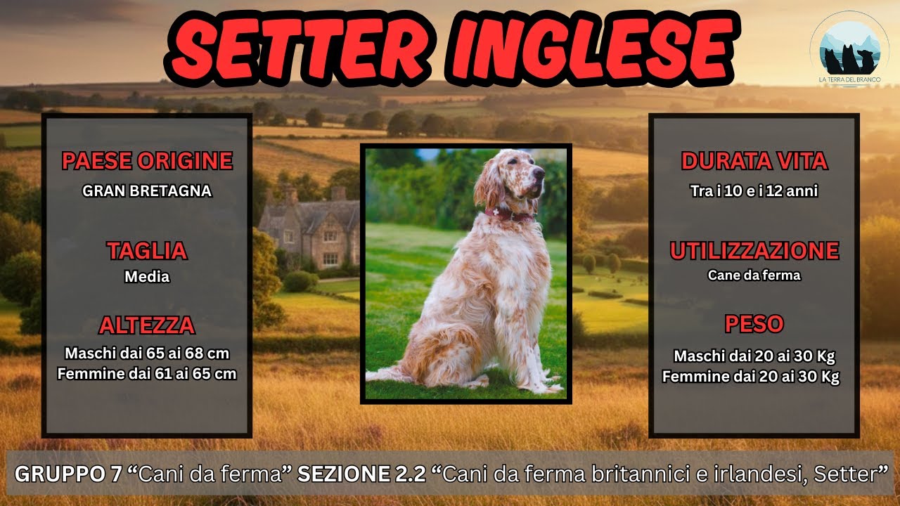SETTER INGLESE - SCOPRIAMO LA RAZZA