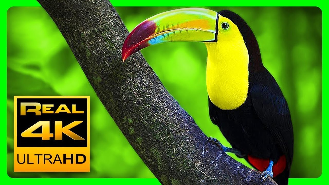 Ruhe im Herzen der Natur | Entspannendes 4K-Naturvideo mit 60fps