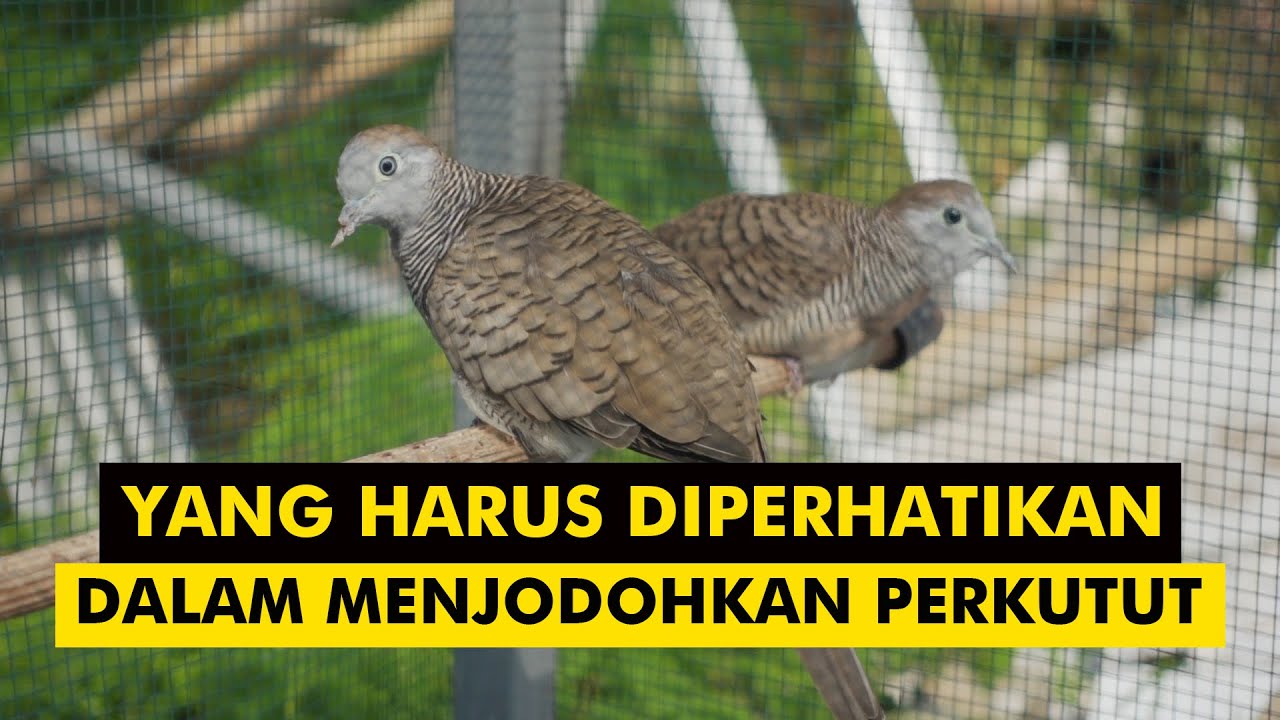 TIPS CARA MENJODOHKAN BURUNG PERKUTUT