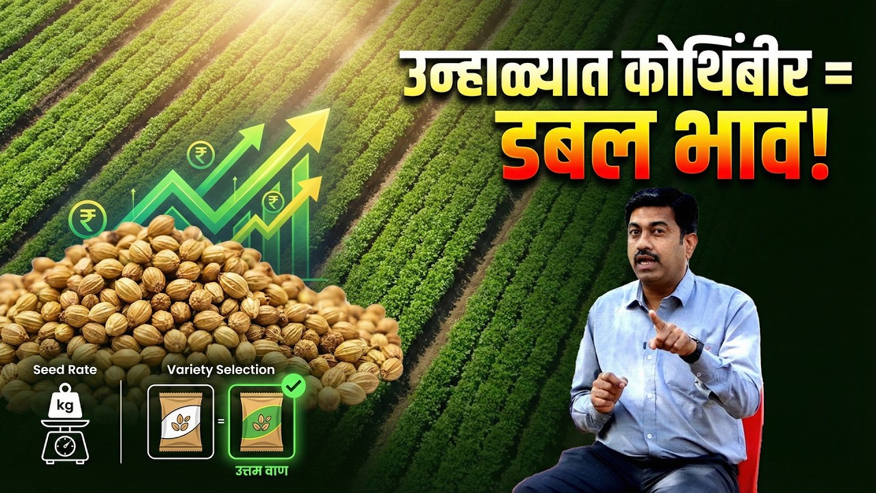 कोथिंबीर लागवड (उन्हाळी हंगाम) | बीजदर, वाण आणि जास्त भावाचे रहस्य | AgroStar