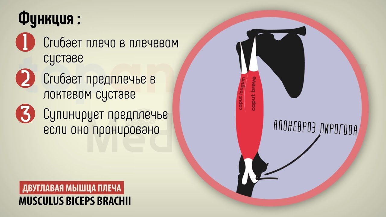 Мышцы плеча