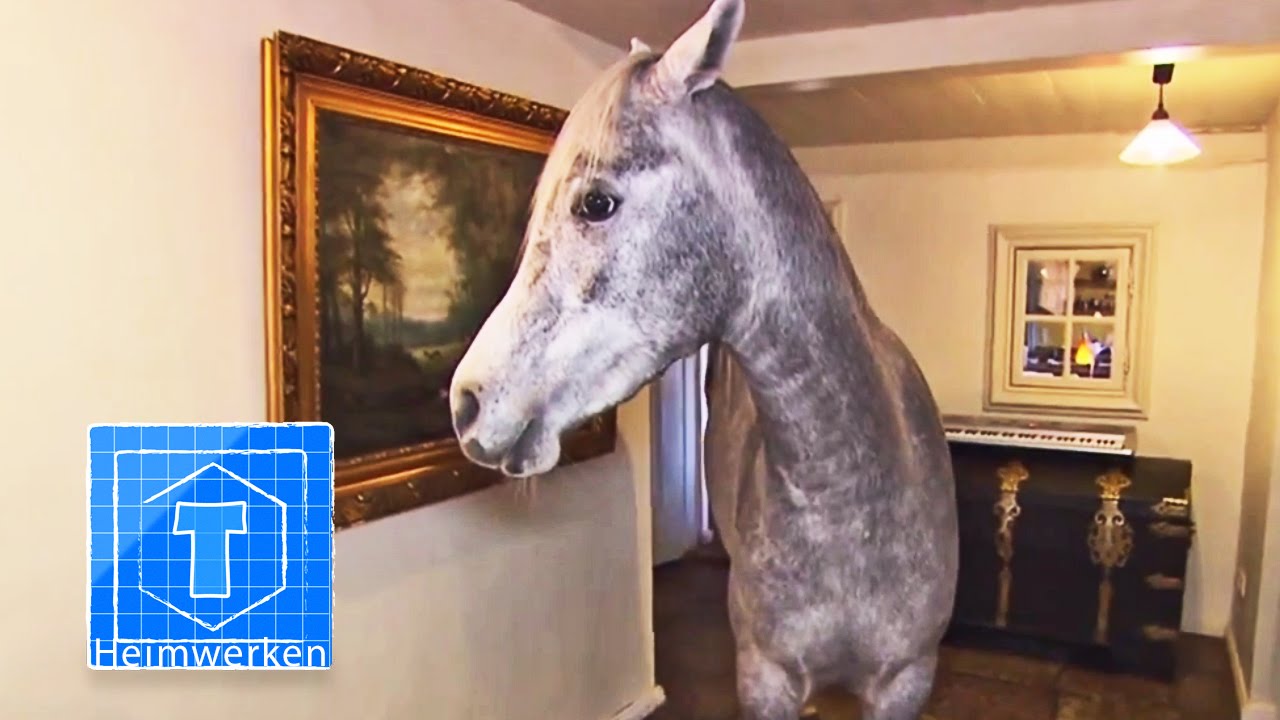 Haus-Pferd | Tiere | ToolTown
