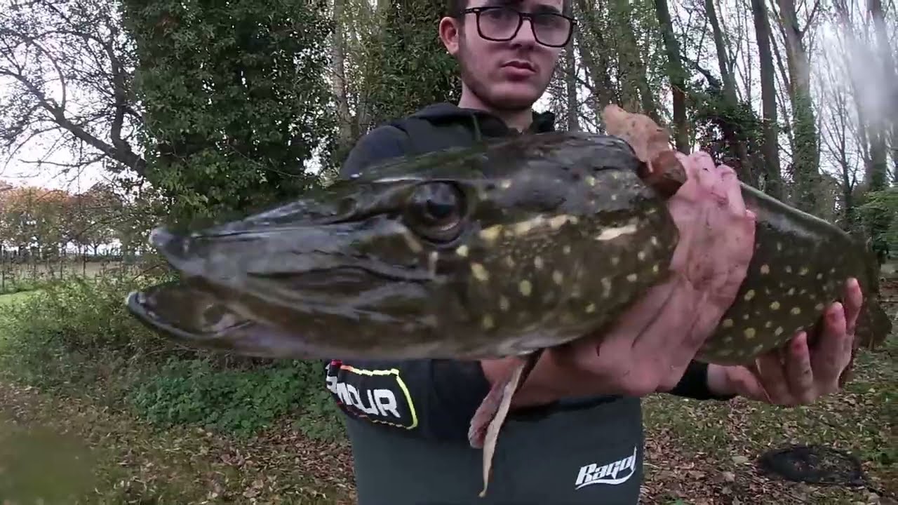 PECHE DE LA PERCHE ET DU BROCHET !