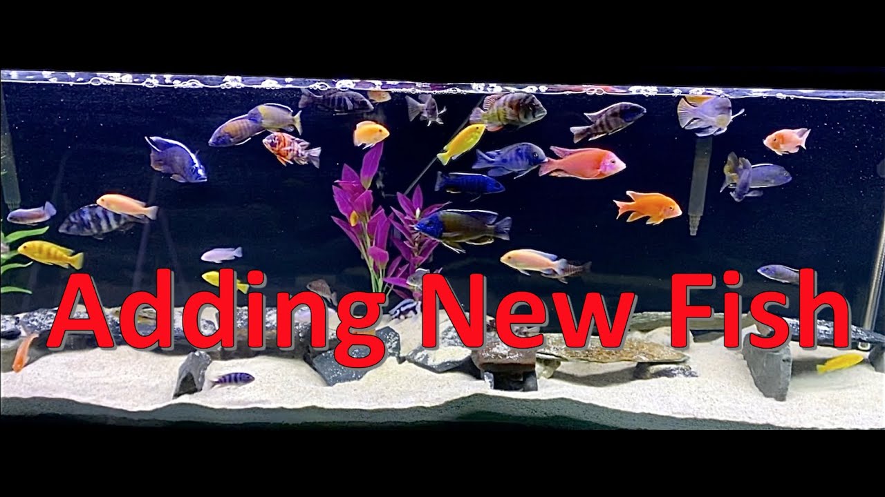 How to Add New Fish to African Cichlid Tank
