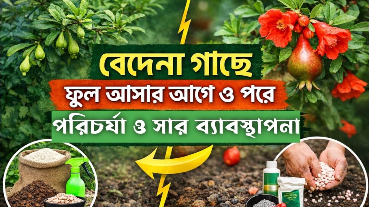 Pomegranate Fruit Set Care | Stop Fruit Drop & Cracking for Better Yield