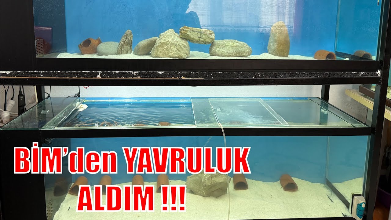 Ucuza Yavruluk Yapımı - Lepsites &uuml;retimi 