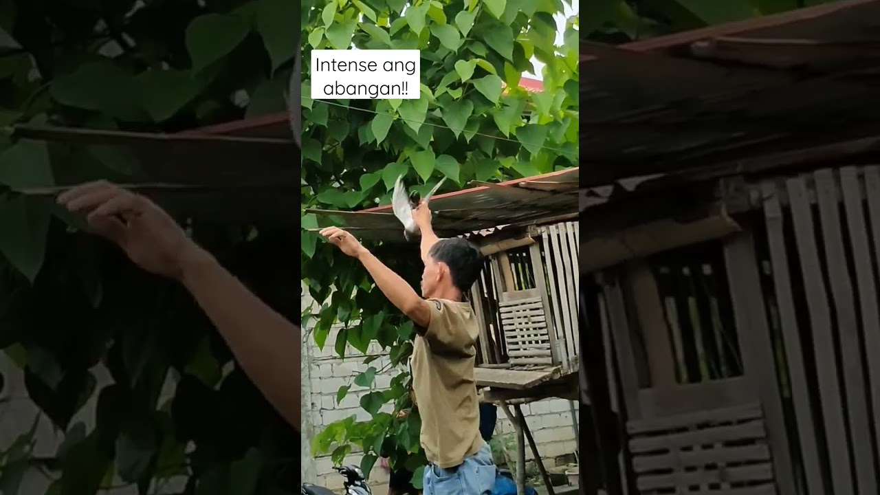 INTENSE ANG ABANGAN! #gwapstvofficial #karerangkalapati #pigeonstreetrace #shorts #pigeon #viral