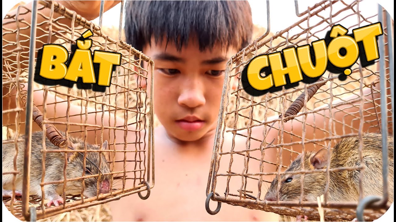 𝐓𝐨𝐧𝐲 | Bắt Chuột Sinh Tồn Ngoài Đồng 🐁