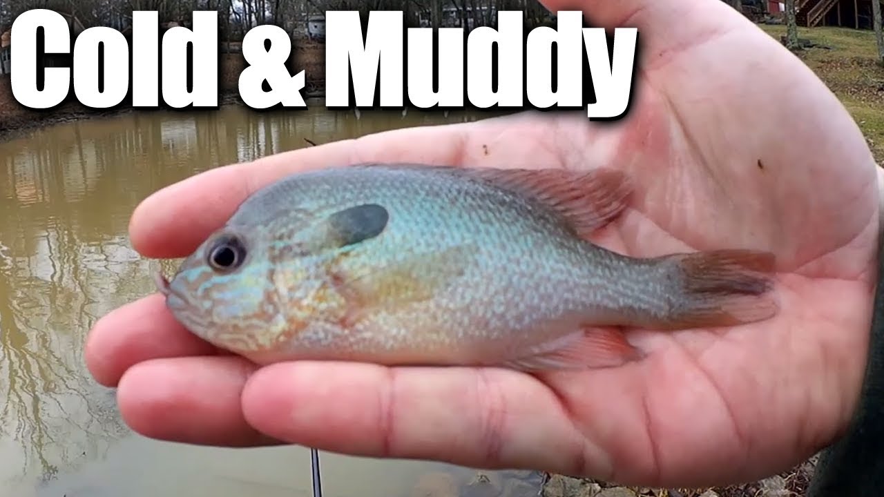 Fishing in Cold Muddy Water for Bluegill and Sunfish