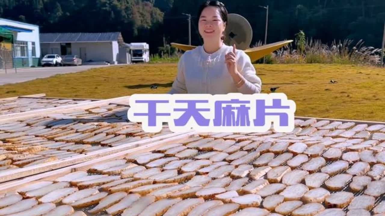 秋子给粉丝做干天麻片，80斤鲜果王，能做出多少斤干货呢 #三农 #农村 #天麻干片 #干货  #我的乡村生活