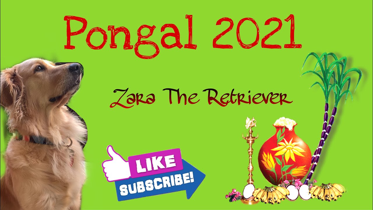 Pongal 2021 #Zarashorts #pongal
