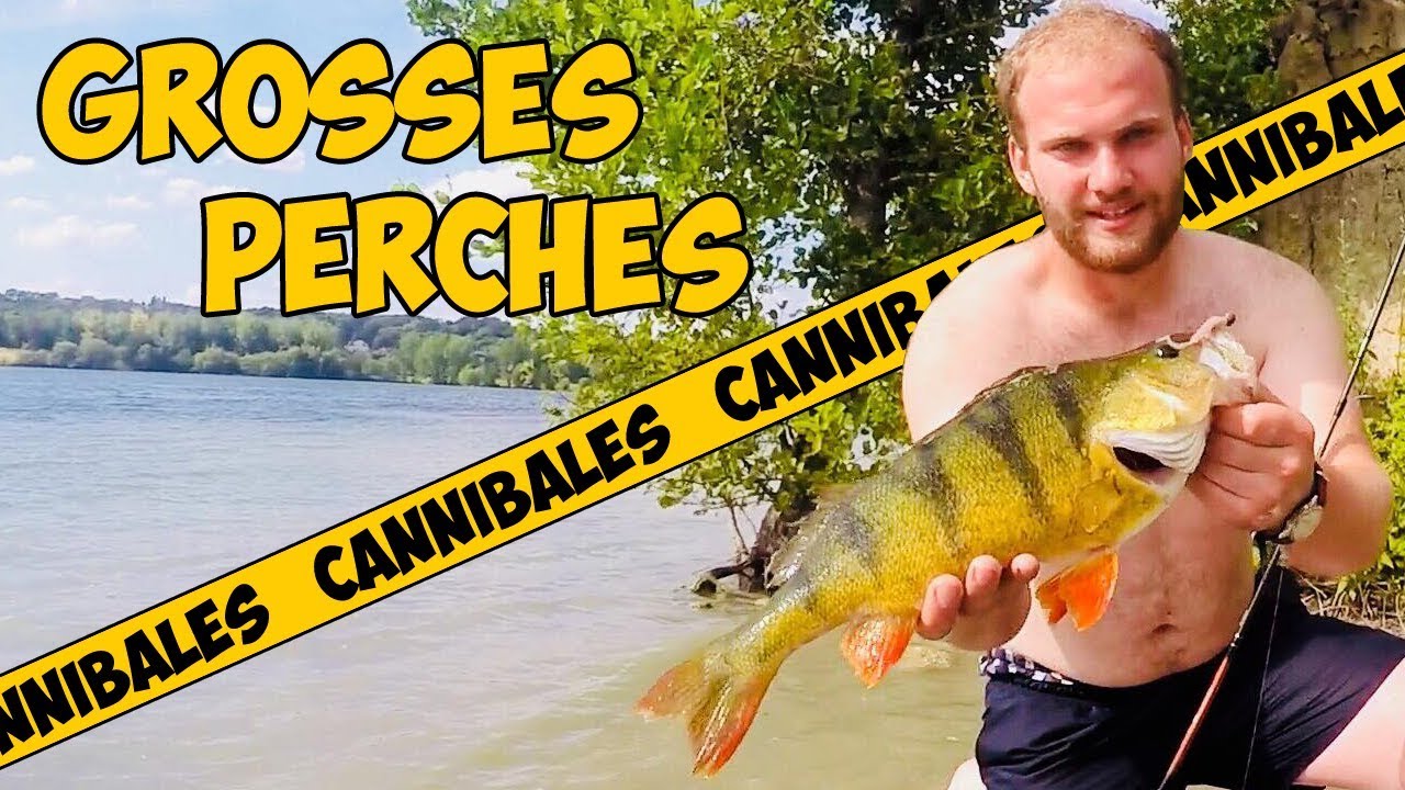 GROSSES PERCHES CANNIBALES | PECHE ESTIVALE