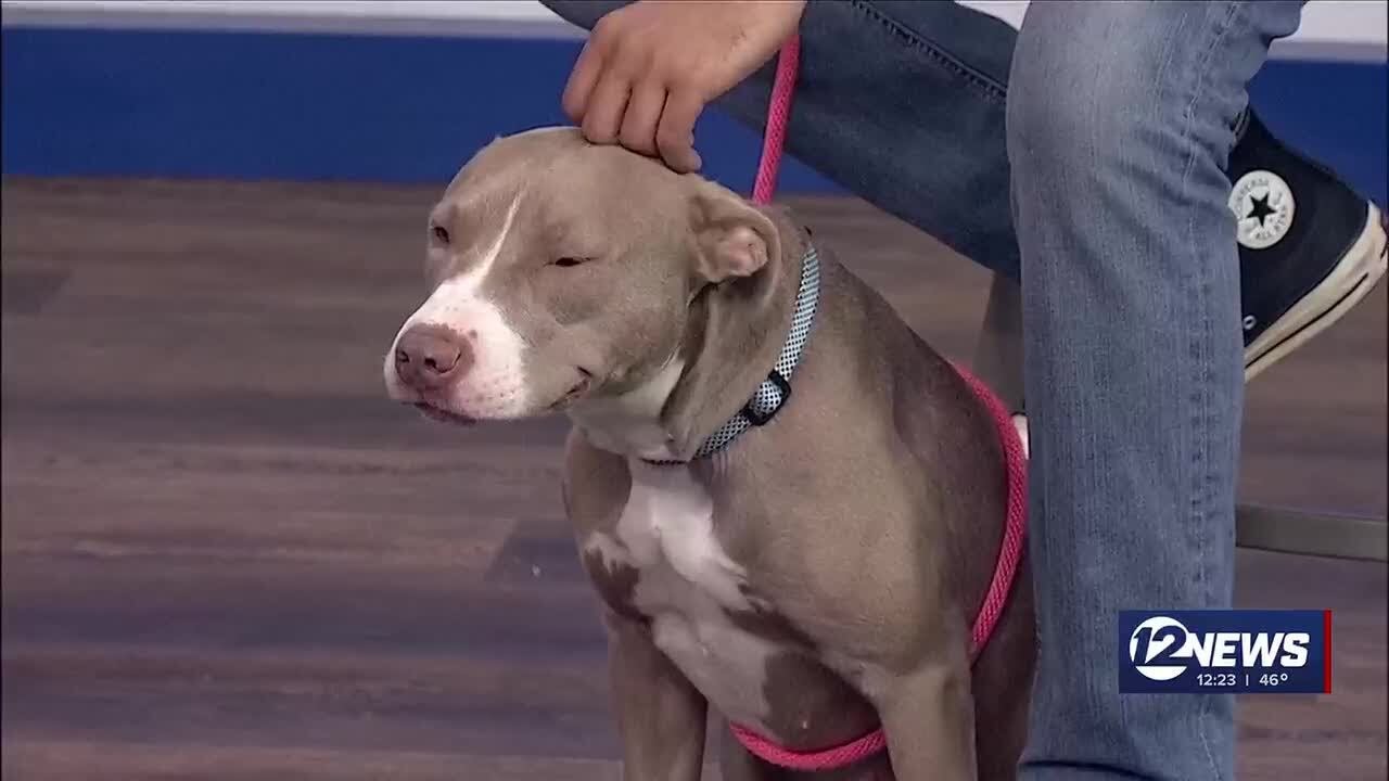 Pet Adoption Wednesday