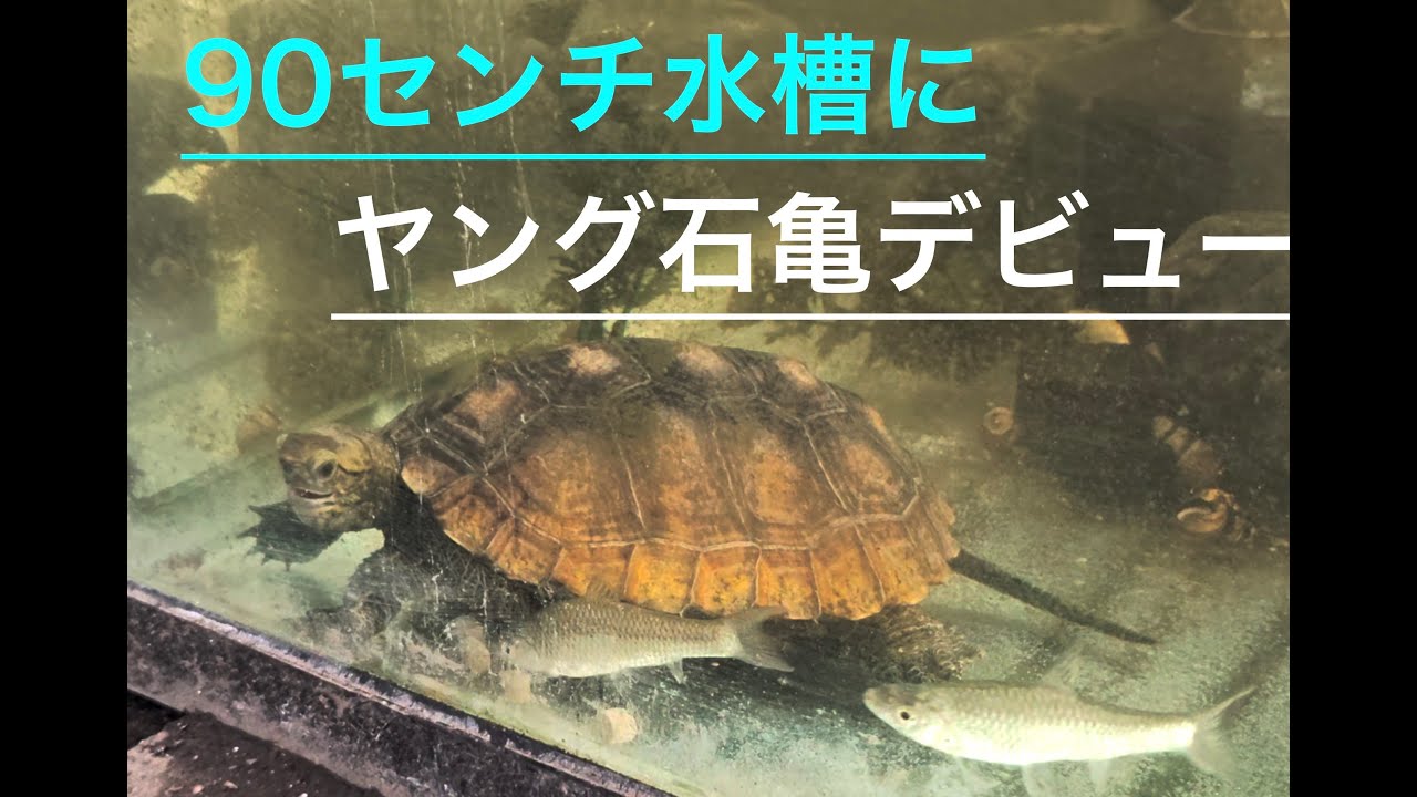 亀の90センチ水槽デビュー#ニホンイシガメ #亀観察 #turtlewatching#ドキュメンタリー #検証動画 
