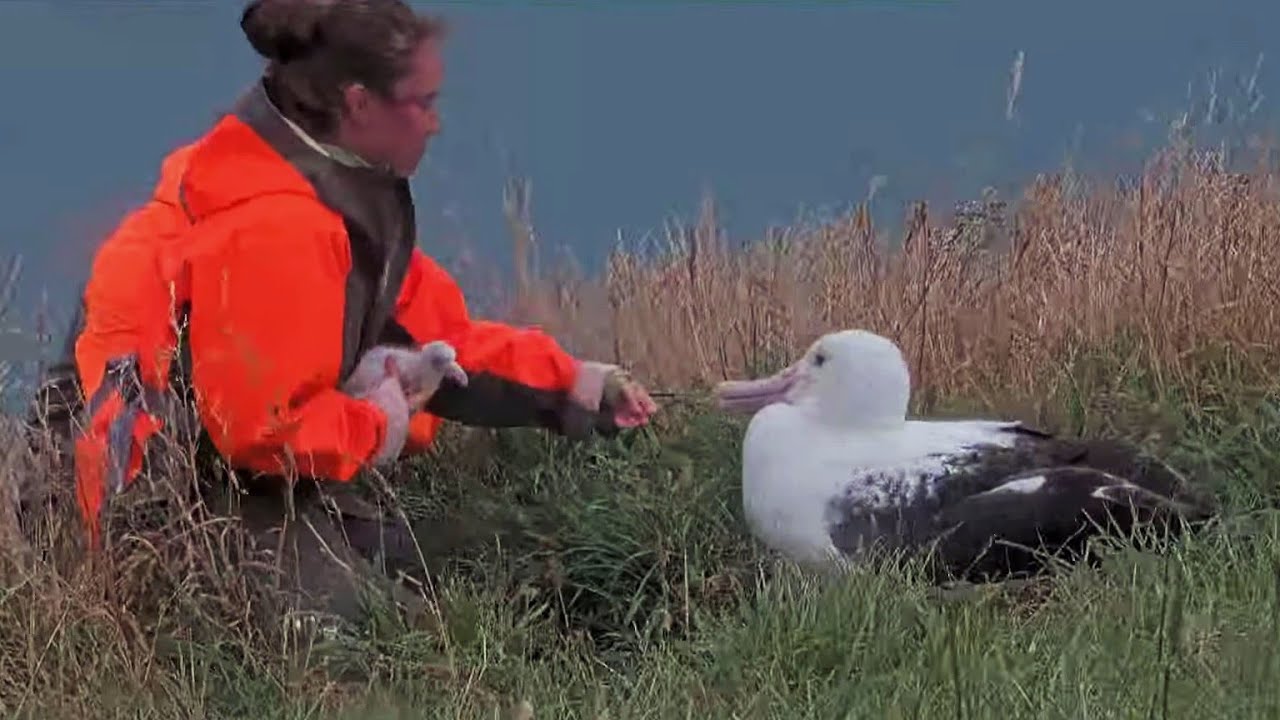 Royal Albatross~😊Chick is weighed for the first time~10:14 AM 2026/01/23