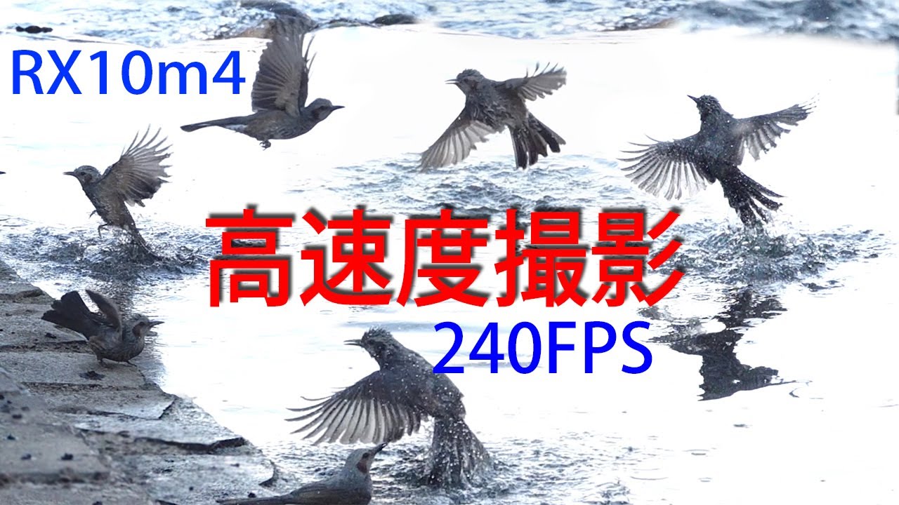 ヒヨドリの華麗なアクロバット・ダイビング・総集編 240fps HFR Slow Motion