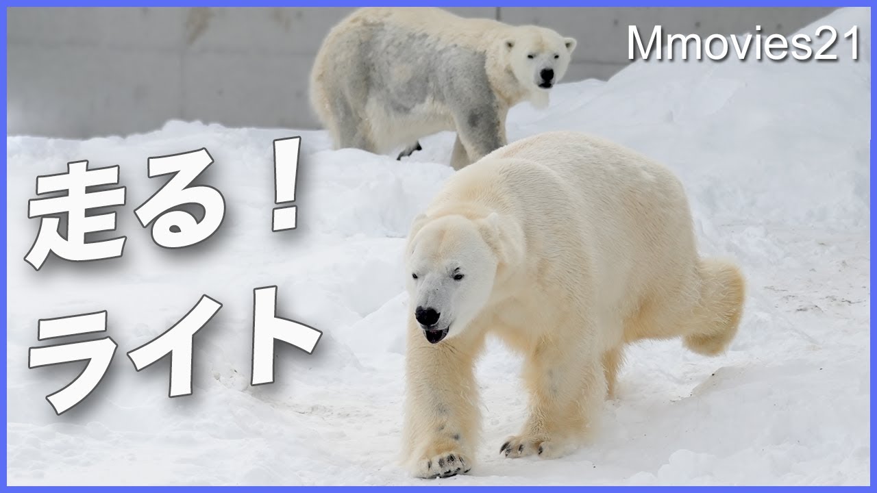 【リラとライト同居スタート】公開初日は緊張の連続だった〜ホッキョクグマ開園から閉園まで〜それは未来に繋がる時間〜Polar Bear Breeding Season