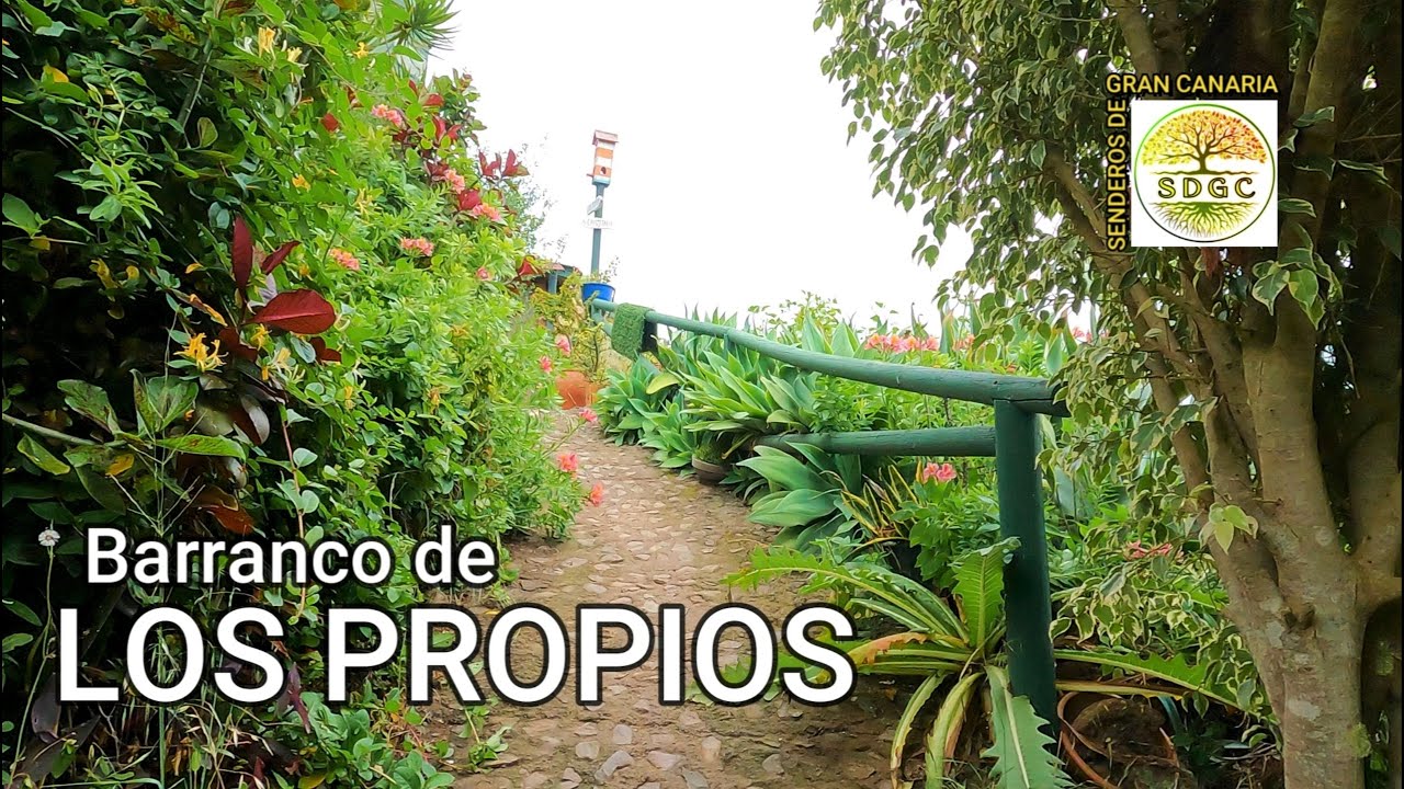 DE LOS TILOS DE MOYA AL BREZAL POR EL BARRANCO LOS PROPIOS (GRAN CANARIA)