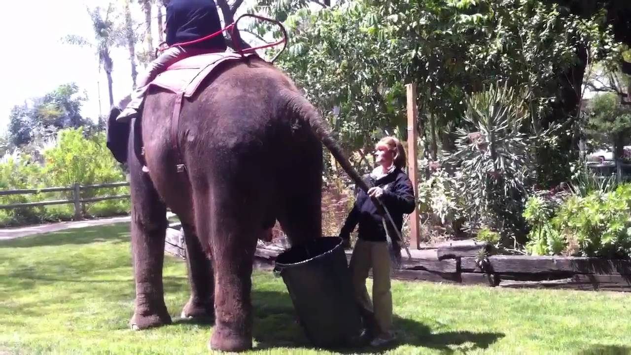 Elephant has to go